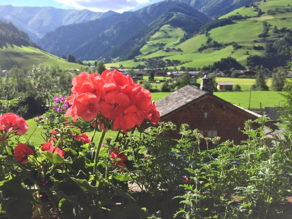 una flor roja en un campo con montañas en el fondo en Landhaus Bergheimat, en Rauris