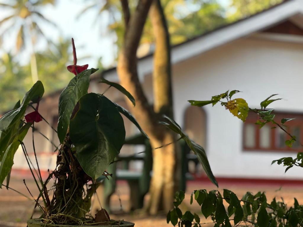 a plant in a pot next to a house at WIJAYA Rest in Gampaha