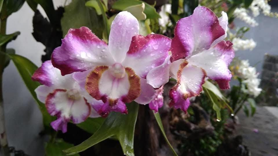 Manuk Dewata Villa - 4