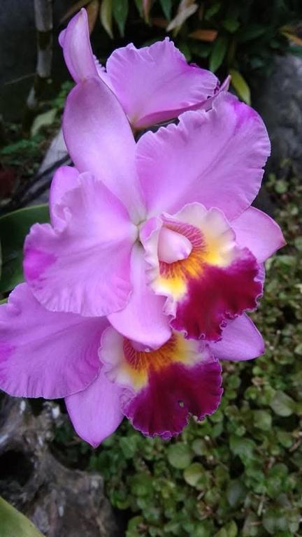 Manuk Dewata Villa - 3