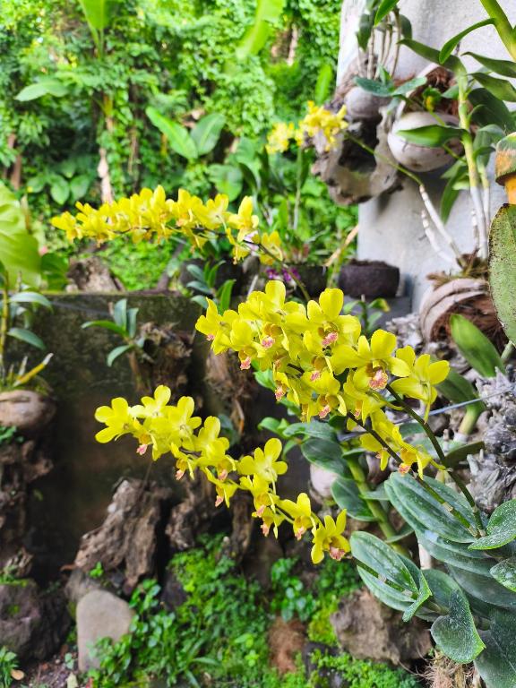 Manuk Dewata Villa - 1