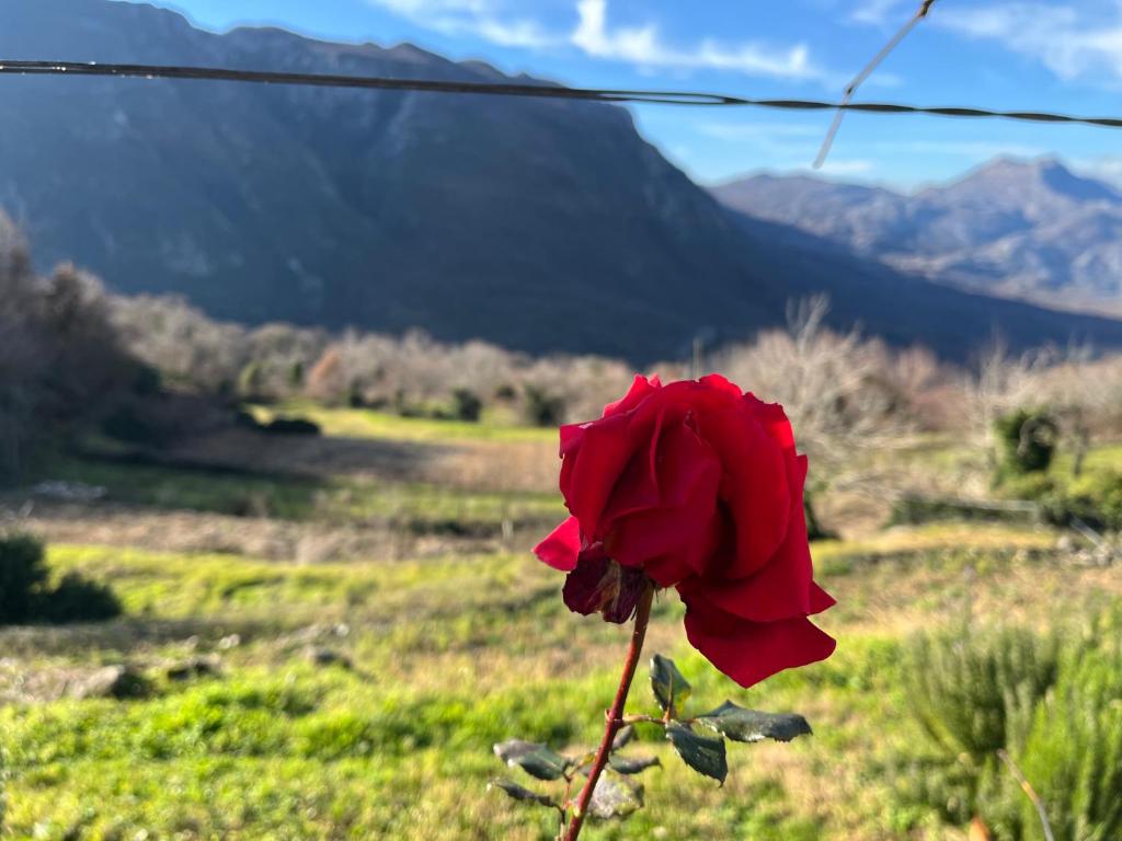 a red rose in a field with mountains in the background at Guest House Fenix in Karuči