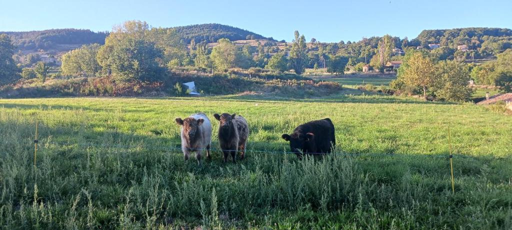 een groep koeien in een veld bij Camping à la Ferme de la Marette in Gluiras