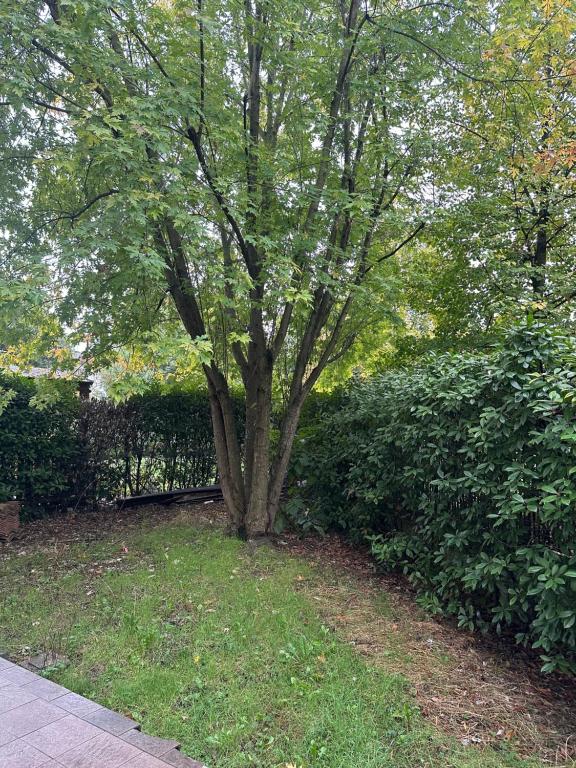 een boom in het gras naast een hek bij SognaRE appartament in Reggio Emilia