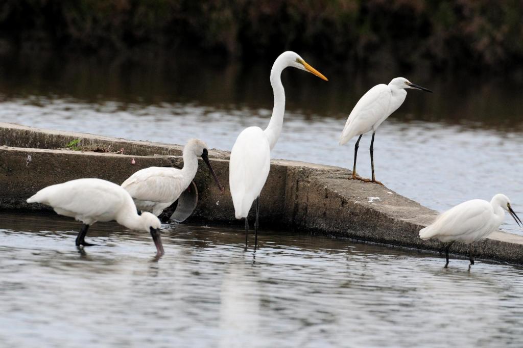 four white birds standing on a dock in the water at Yilan B&B - Happy Snail in Wujie