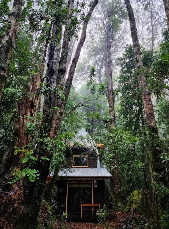a small house in the middle of a forest at Cabaña Alto del Bosque in Coñaripe
