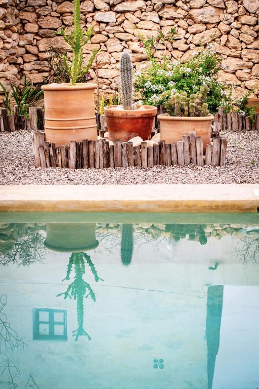 a group of plants sitting next to a pool of water at Maison Sidi et Lalla in Essaouira