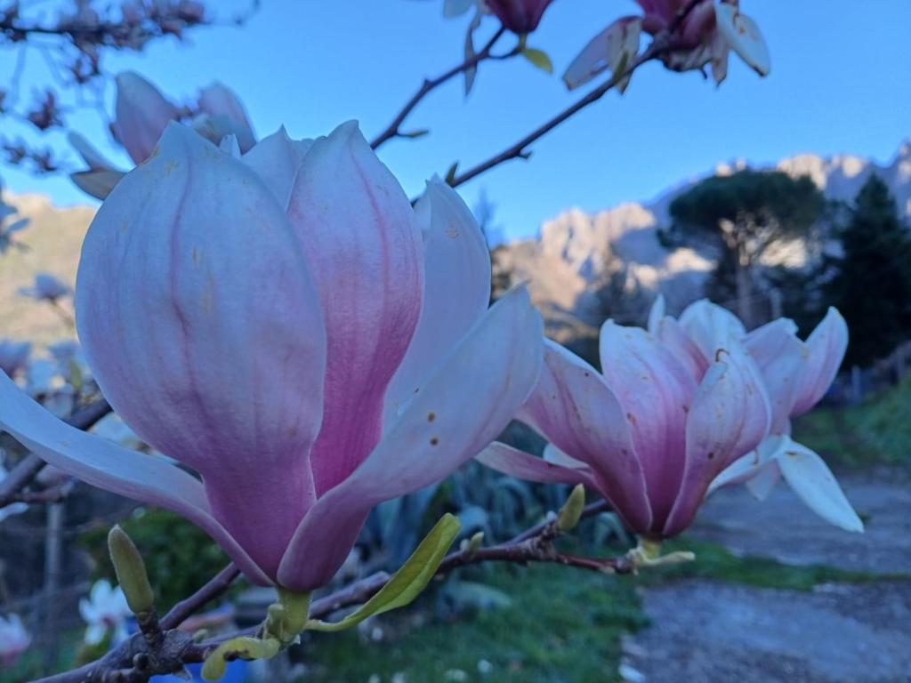 a group of pink flowers on a tree at La Panciotta in Azzano