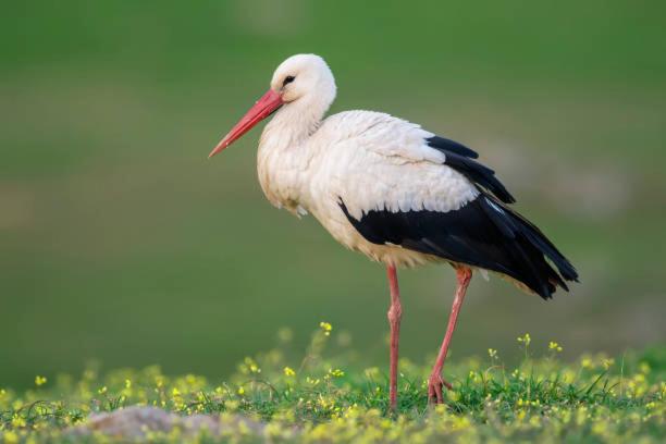 een vogel met een lange snavel in het gras bij chez stelvia au pays des cigognes in Sarralbe
