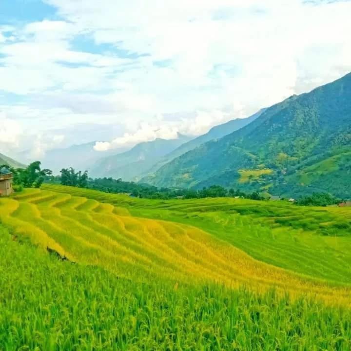 a field of crops with mountains in the background at Chi Homestay in Sapa