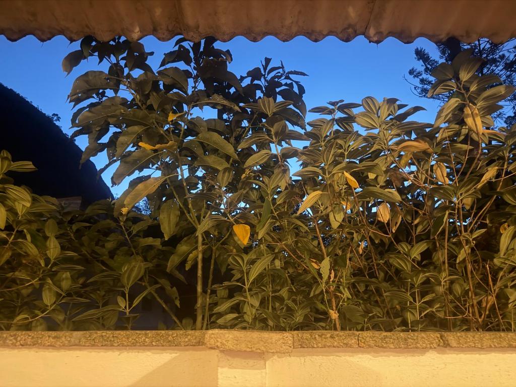 une plante sur le rebord d'une fenêtre, avec le ciel en arrière-plan dans l'établissement Casa Paraíso Verde, à Petrópolis