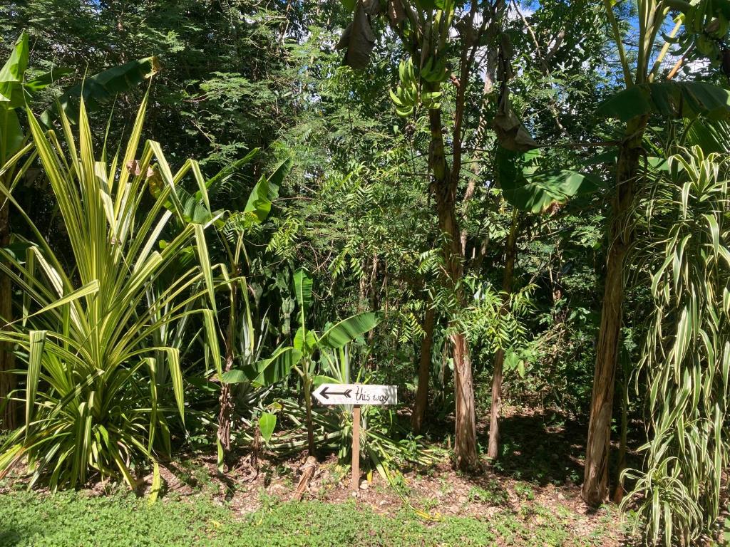 Eco Farmstay near Corozal Belize Quiet Nature Stay