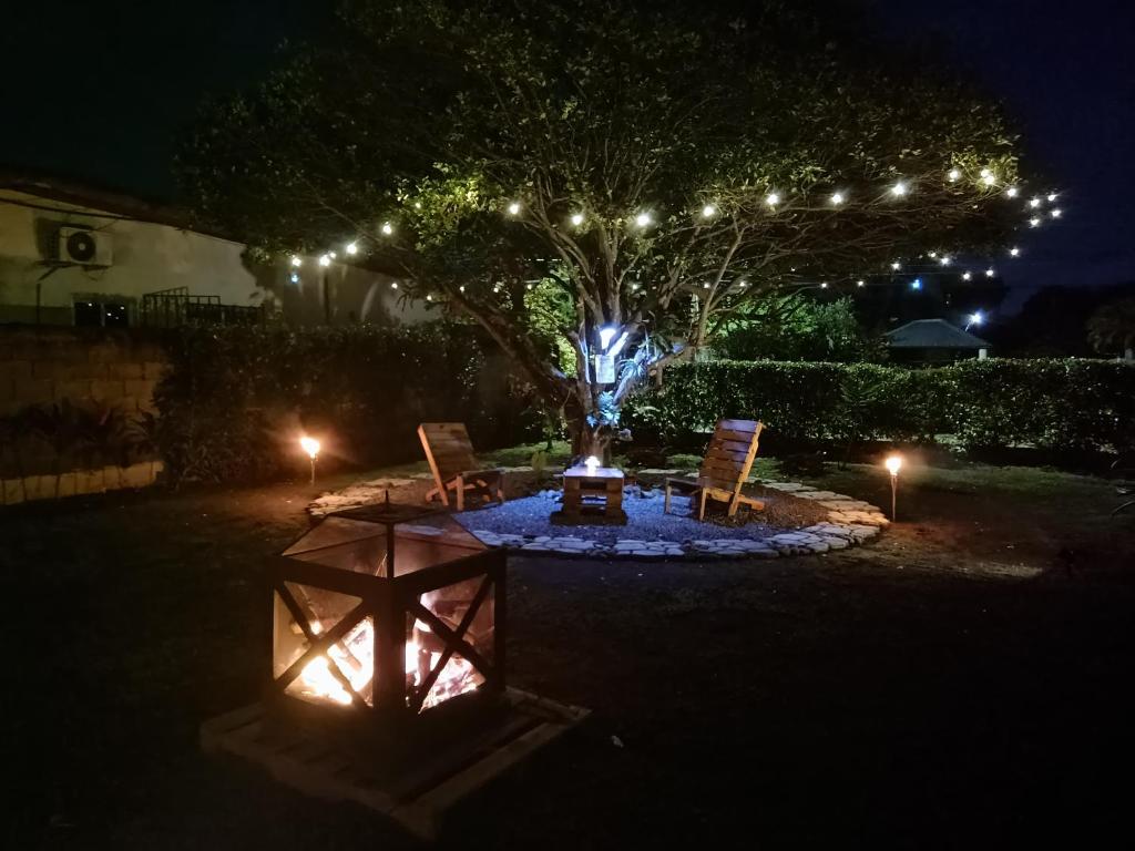 een nachtscène van een boom met lichtjes erin bij Penny House Hostal in David