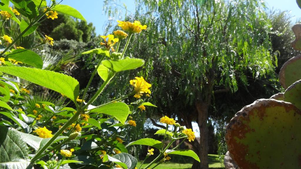 Vonkajšia záhrada v ubytovaní Blu Vacanze Residence