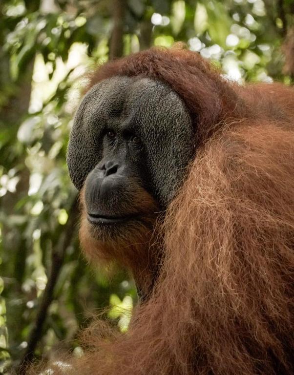 a close up of a monkey with long hair at Sama Sama Homestay & Trekking Only Stay Here Book Trekking and Transport With Us in Bukit Lawang