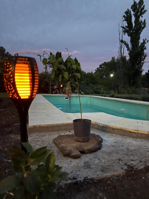 een potplant in een pot naast een zwembad bij La irupe in Capilla del Señor