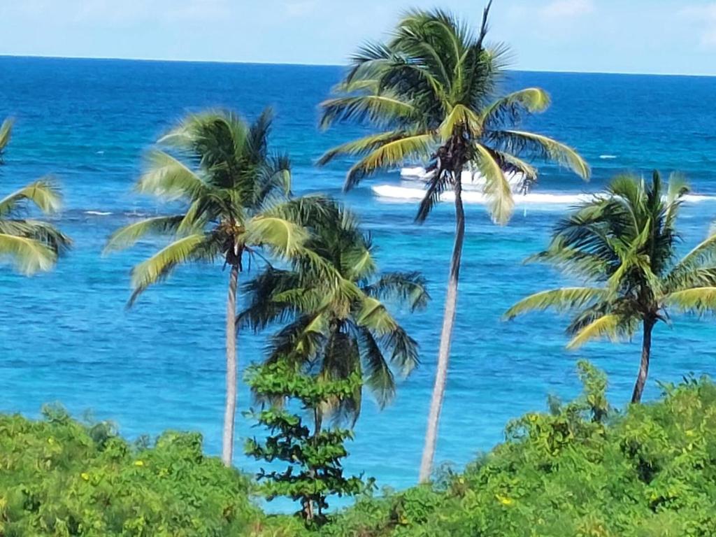 a group of palm trees and the ocean at Le CATALEYHA in Le Moule