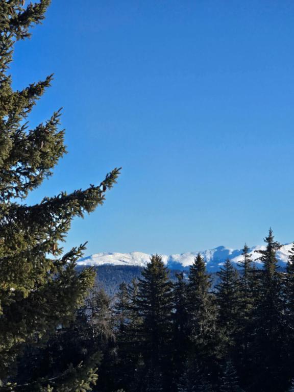 uitzicht op de bergen door de bomen bij Sager Haus in Murau
