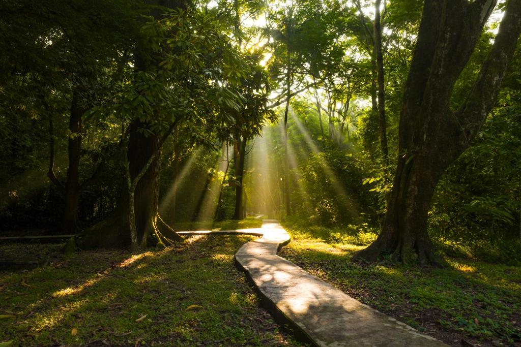 een pad midden in een bos met bomen bij Hotel Nututun Palenque in Palenque