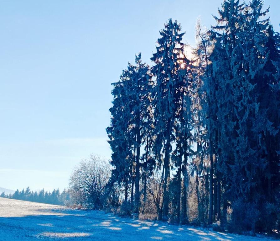 een groep bomen in een veld met sneeuw bij Pension Fanlor in Zubčická Lhotka
