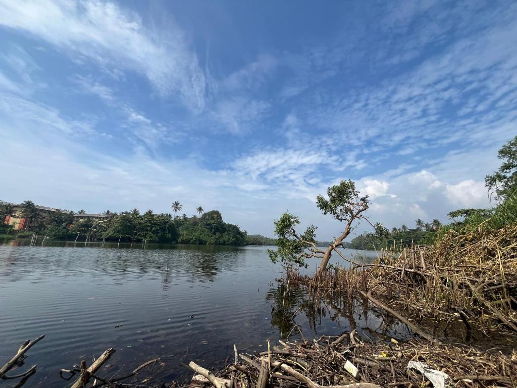 a tree in the middle of a body of water at lakshi's place in Ambalangoda