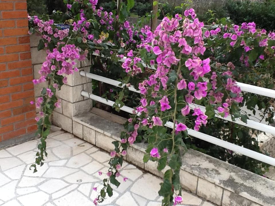 Vonkajšia záhrada v ubytovaní Villa Bisou