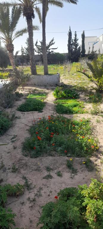 ein Feldweg mit Palmen und Blumen in der Unterkunft Aichoucha suite in Fafou