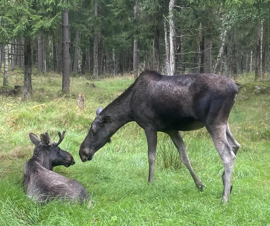 Billede fra billedgalleriet på Hus i Orkelljunga