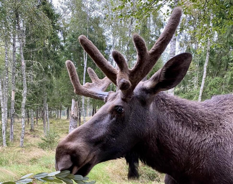 een eland met gewei die bladeren eet in een veld bij Hus in Orkelljunga