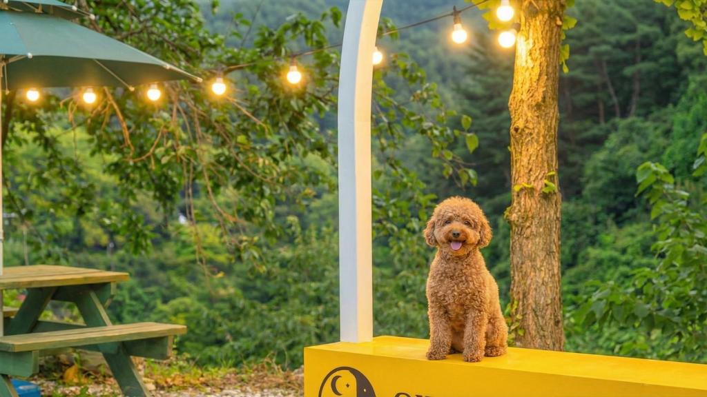 Et eller flere kæledyr der bor med gæster på Gangneung Sinami68 Pension