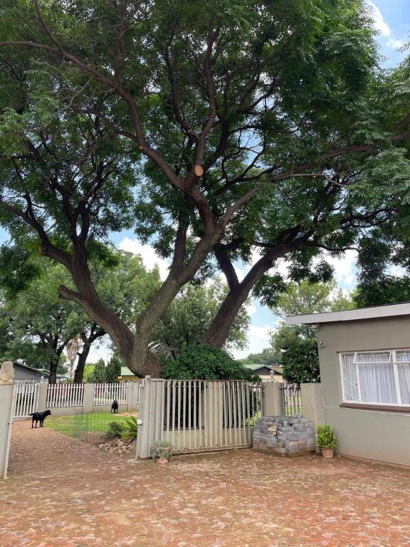 a tree in front of a house with a fence at Shady Seringa Accommodation in Vanderbijlpark
