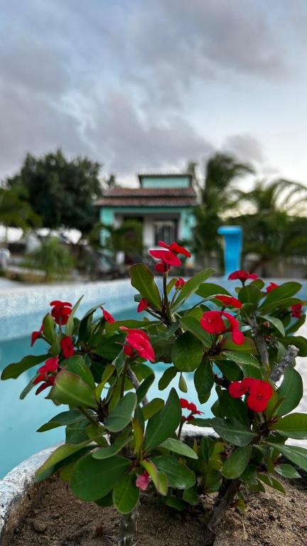 a plant with red flowers in front of a pool at Pousada por do sol in Monte das Gameleiras