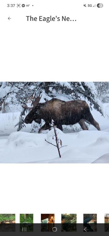 a picture of a moose laying in the snow at The Salmon Suite in Palmer