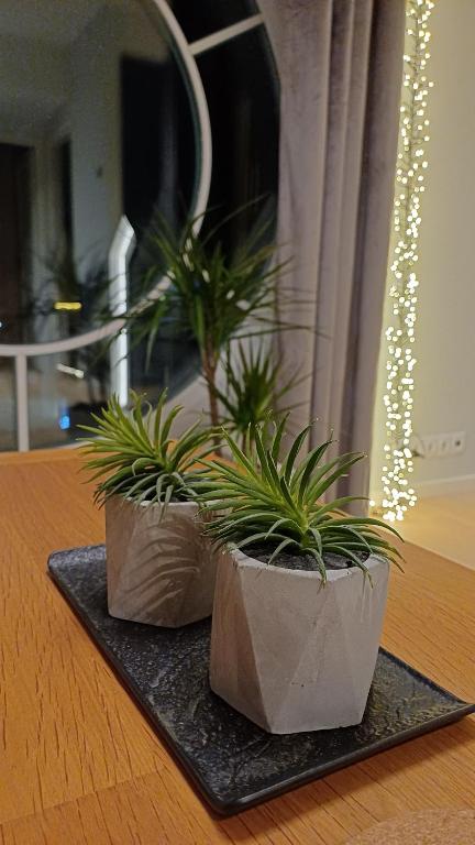 two plants in pots sitting on a table at Keila Round View Apartment in Keyla