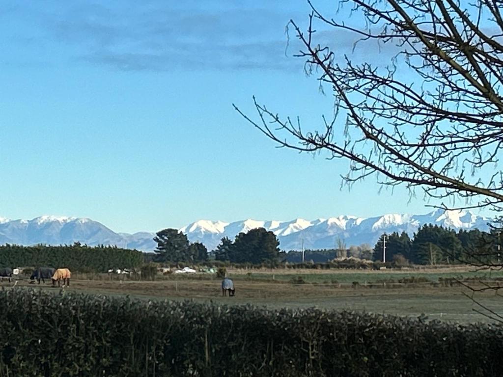 two horses grazing in a field with mountains in the background at Gem bed and breakfast in Christchurch