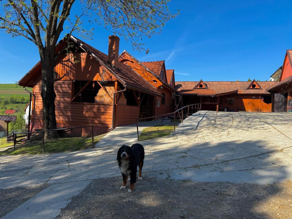 a black dog standing in front of a house at Agro Ranczo - Domek na wynajem in Przysietnica