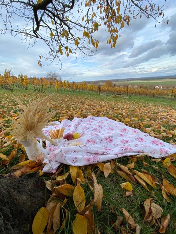 Naturlandskabet i nærheden af feriehuset