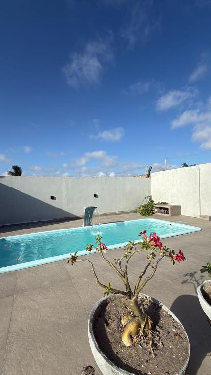 a plant in a pot next to a swimming pool at Espaço massagueira in Marechal Deodoro