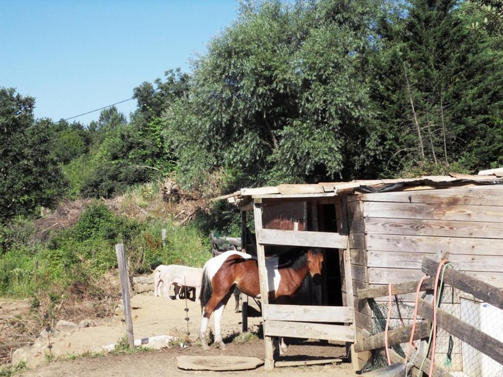 Zvířata v prázdninového domu nebo okolí