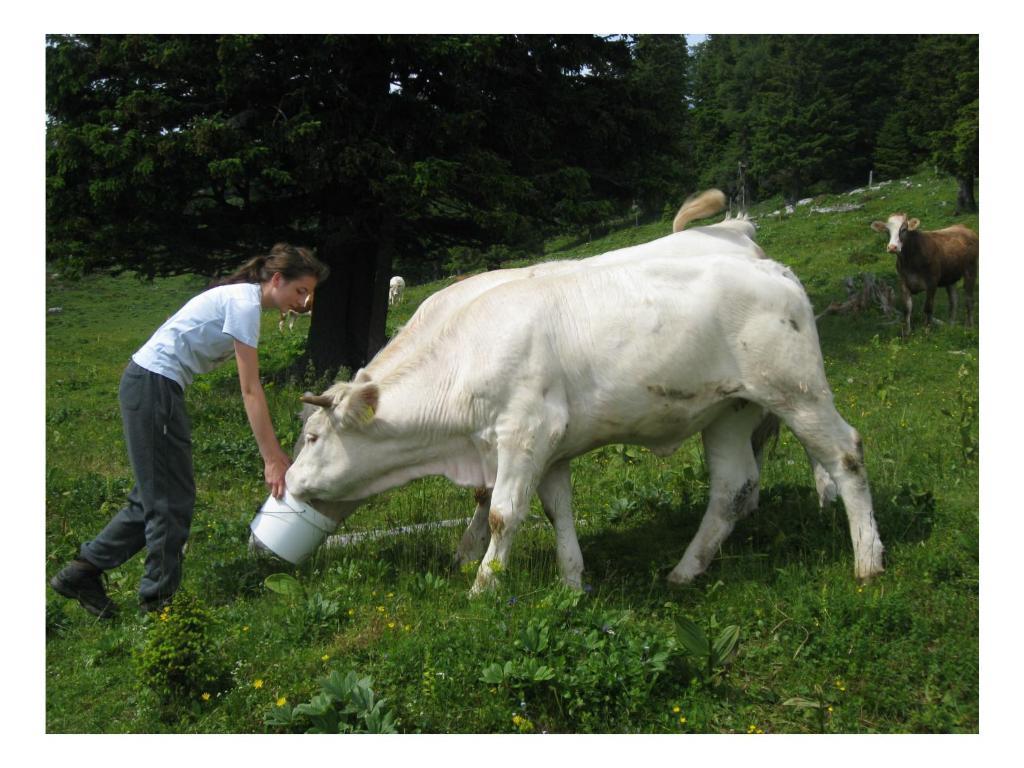 Zvířata v farmy nebo okolí
