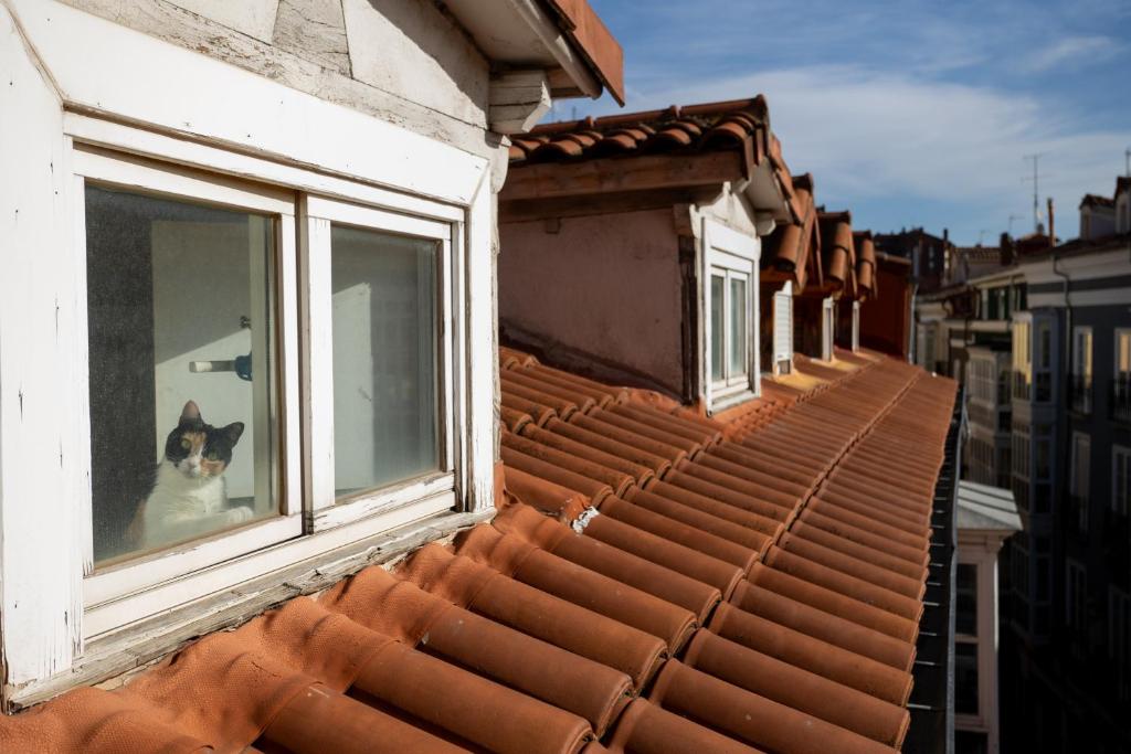 布尔戈斯洛斯布拉瑟洛斯中心酒店的一只猫正从屋顶的窗户向外张望。