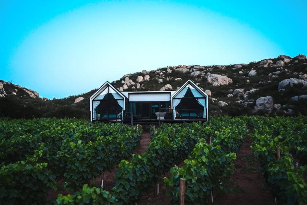 a house in the middle of a vineyard at OENO WINE LODGE Valle de Guadalupe in Valle de Guadalupe
