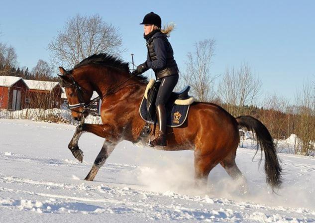 Una mujer montando un caballo en la nieve en Torpgården en Torsby