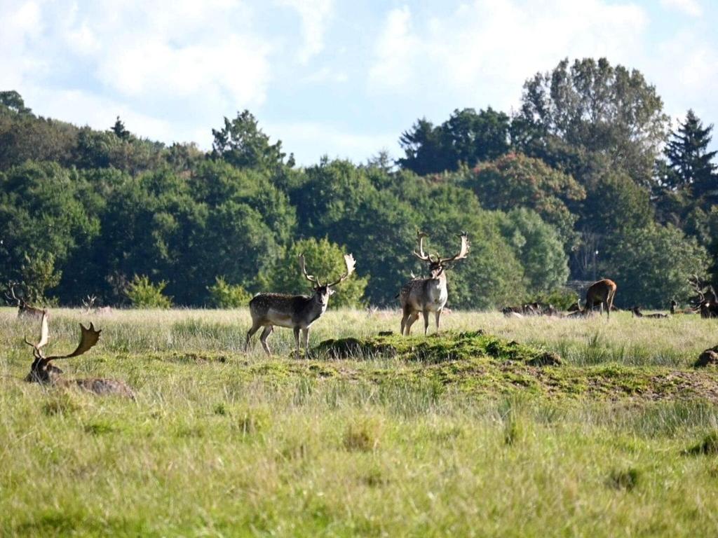 eine Gruppe von Hirschen, die auf einem Feld stehen in der Unterkunft Middelfart Home- nearby free waterpark access in Middelfart
