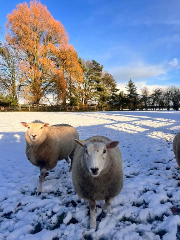 Animaux dans le chalet ou à proximité