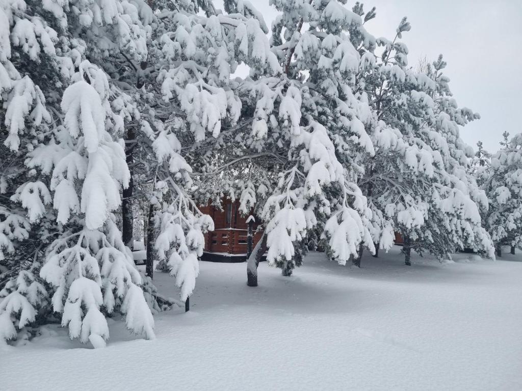 Siedlisko Janopole om vinteren