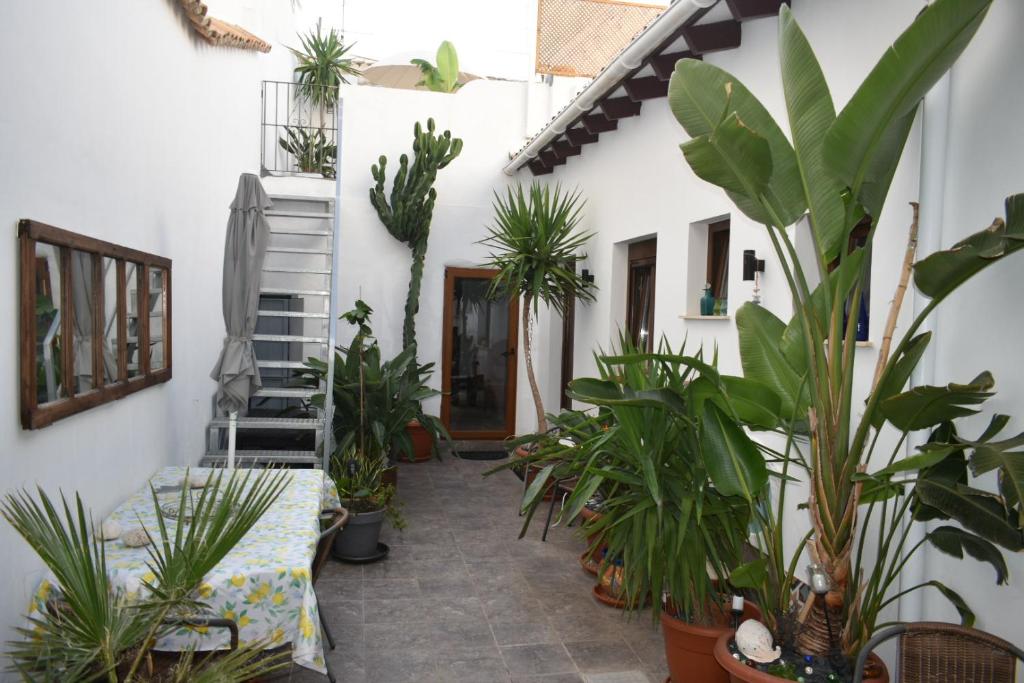 ein Innenhof mit Pflanzen in einem Haus in der Unterkunft La Isla Santa Maria in Pego