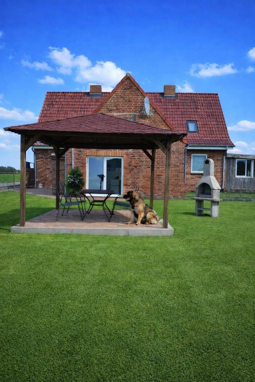 a dog sitting under a gazebo in a yard at Familien- & haustierfreundliche Ferienwohnung mit Garten nahe Ostsee in Schashagen