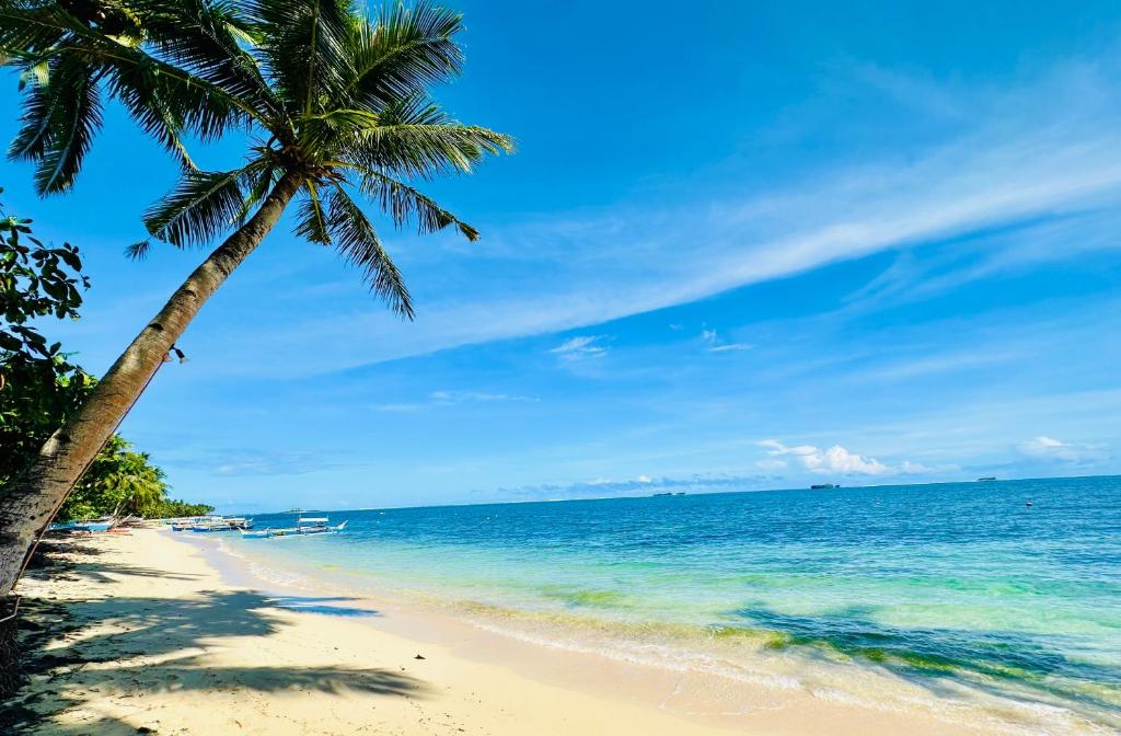 a palm tree on a beach with the ocean at Aulea Siargao in General Luna