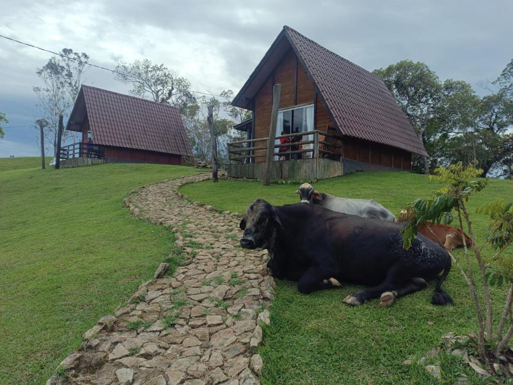 two cows laying in the grass in front of a house at Chalés Refúgio nas montanhas in Guaratuba